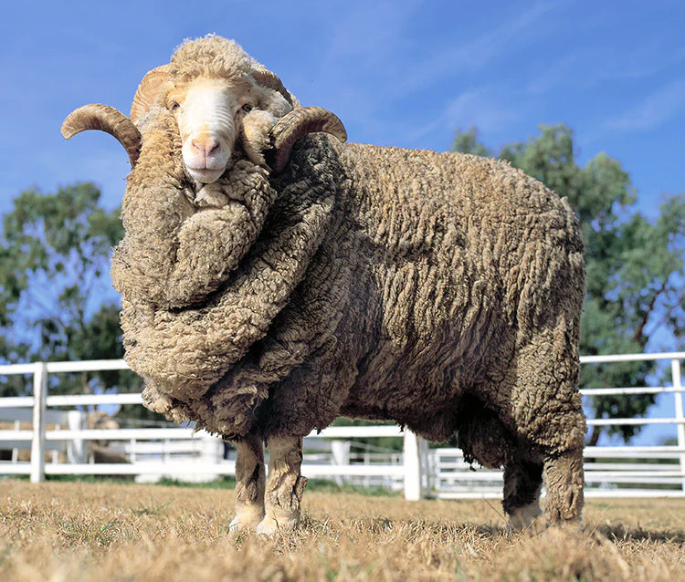 Mouton mérinos dans une prairie.